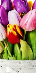 Plants,Flowers,Bouquets,Tulips