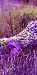 Plantas,Flores,Bouquets,Violeta