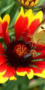 Plants,Flowers,Butterflies