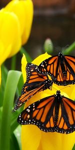 Plantas,Flores,Mariposas