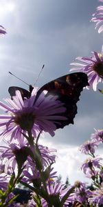 Plants,Flowers,Butterflies