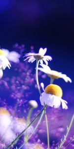 Plants,Flowers,Camomile