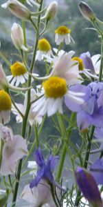 Plants,Flowers,Camomile