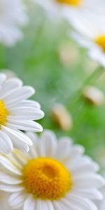 Plants,Flowers,Camomile