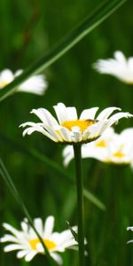 Camomille,Plantes,Fleurs