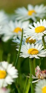 Plants,Flowers,Camomile