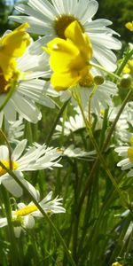 Plants,Flowers,Camomile