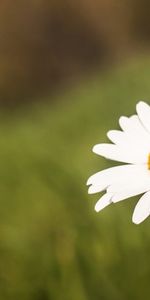 Fleurs,Camomille,Plantes