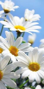 Plants,Flowers,Camomile