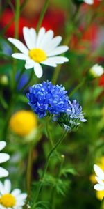 Camomille,Plantes,Fleurs