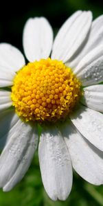 Plants,Flowers,Camomile