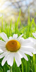 Plants,Flowers,Camomile