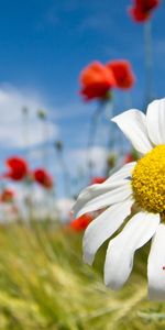 Plants,Flowers,Camomile