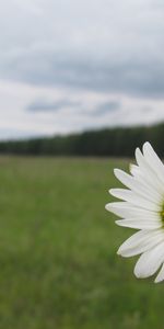 Plantes,Camomille,Fleurs