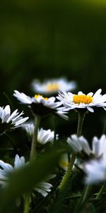 Camomille,Plantes,Fleurs