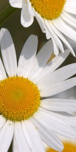 Plants,Flowers,Camomile