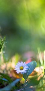 Plantas,Flores,Camomila