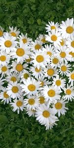 Plants,Flowers,Camomile