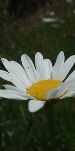 Plants,Flowers,Camomile