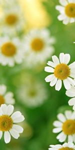 Plants,Flowers,Camomile