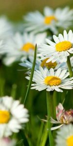 Camomille,Plantes,Fleurs