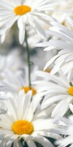 Plants,Flowers,Camomile