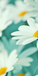 Plants,Flowers,Camomile