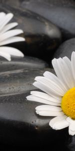 Plants,Flowers,Camomile