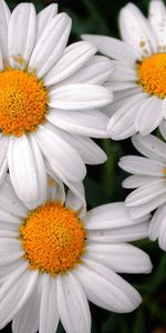 Plants,Flowers,Camomile