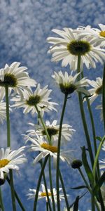 Plantas,Flores,Camomila