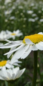 Fleurs,Camomille,Plantes