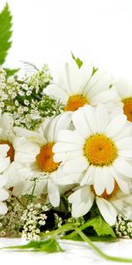 Plants,Flowers,Camomile