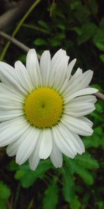 Plants,Flowers,Camomile