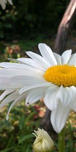 Camomille,Fleurs,Plantes