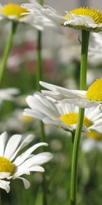 Flores,Camomila,Plantas