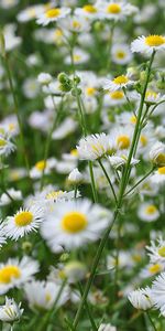 Fleurs,Camomille,Plantes