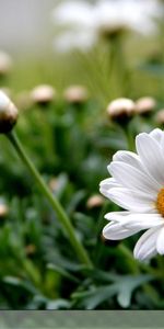 Plants,Flowers,Camomile