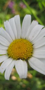 Plants,Flowers,Camomile