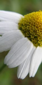 Plants,Flowers,Camomile