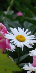 Plants,Flowers,Camomile