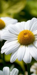 Plants,Flowers,Camomile