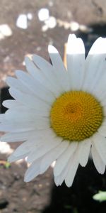 Plants,Flowers,Camomile