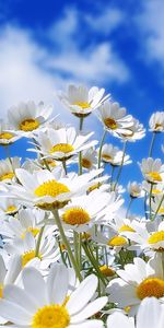 Plants,Flowers,Camomile