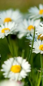 Plants,Flowers,Camomile