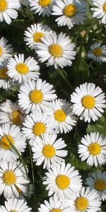 Plants,Flowers,Camomile