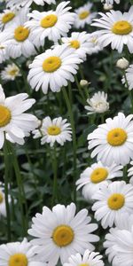 Plants,Flowers,Camomile