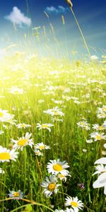 Plants,Flowers,Camomile