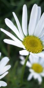 Plants,Flowers,Camomile