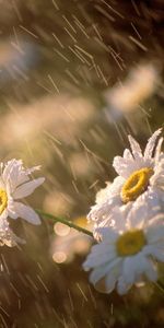 Plantas,Flores,Camomila,Lluvia