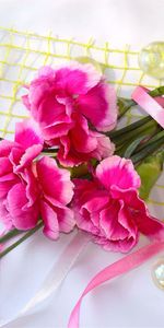 Plants,Flowers,Carnations